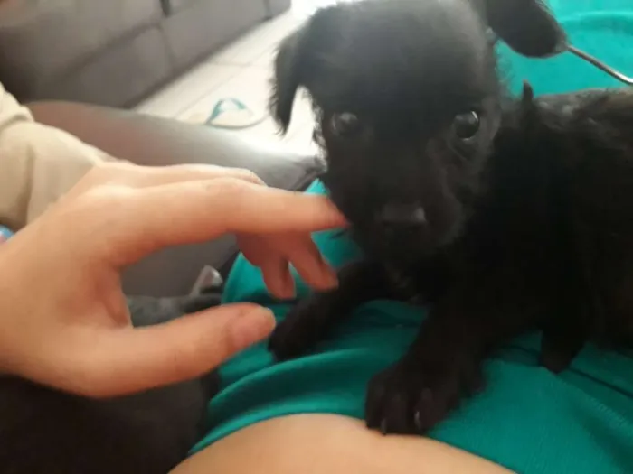 Cachorro ra a Mistura de pudle com vira lata idade 2 a 6 meses nome VC escolhe