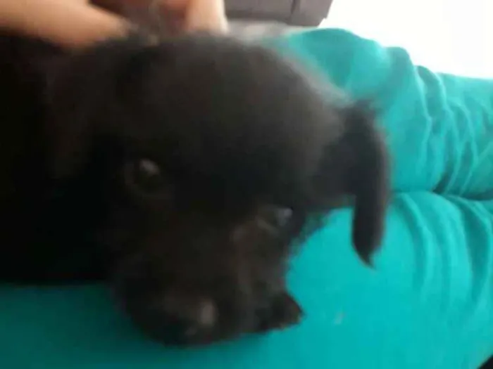 Cachorro ra a Mistura de pudle com vira lata idade 2 a 6 meses nome VC escolhe