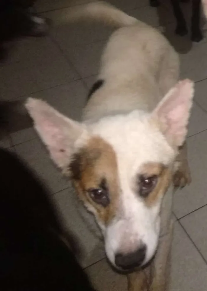 Cachorro ra a SRD idade 2 anos nome Sparrow 