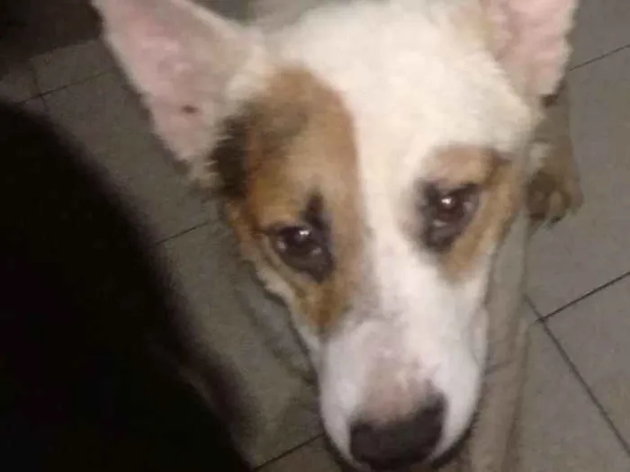 Cachorro ra a SRD idade 2 anos nome Sparrow 