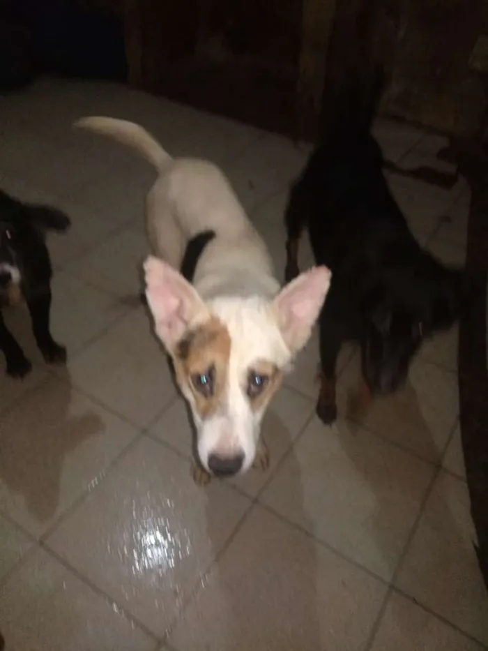Cachorro ra a SRD idade 2 anos nome Sparrow 