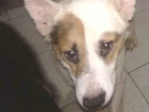 Cachorro raça SRD idade 2 anos nome Sparrow 