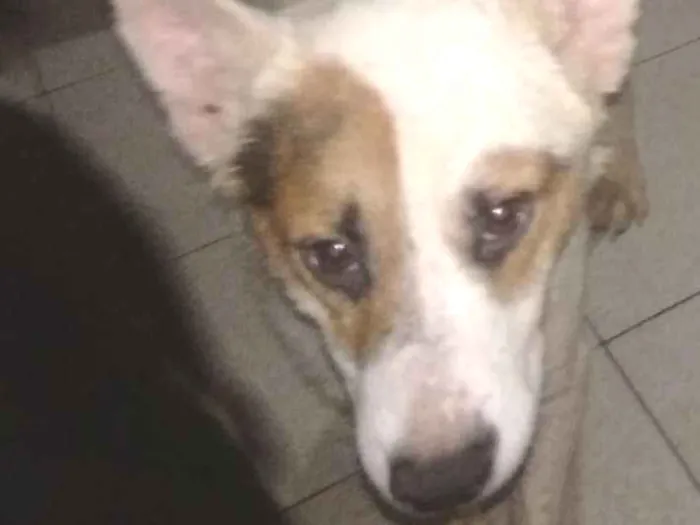 Cachorro ra a SRD idade 2 anos nome Sparrow 