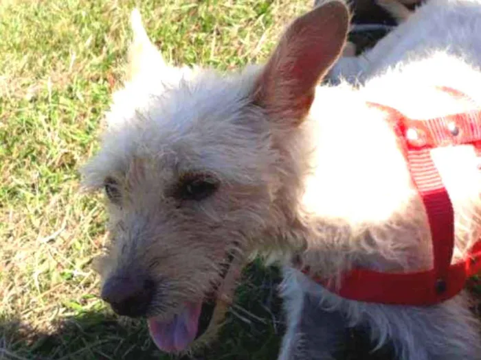 Cachorro ra a Pudle idade 1 ano nome Mel