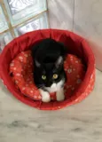 Chiquinho 