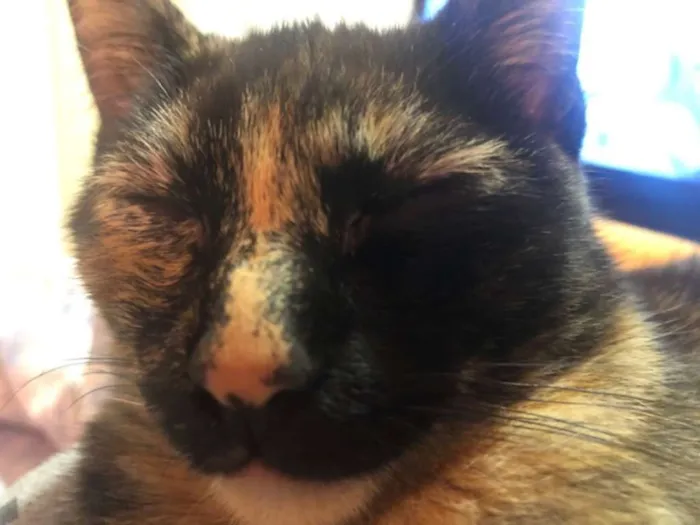 Gato ra a SRD idade 2 a 6 meses nome Gatinha