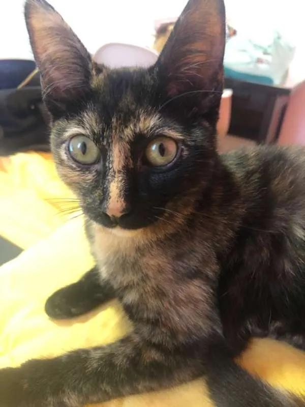 Gato ra a SRD idade 2 a 6 meses nome Gatinha