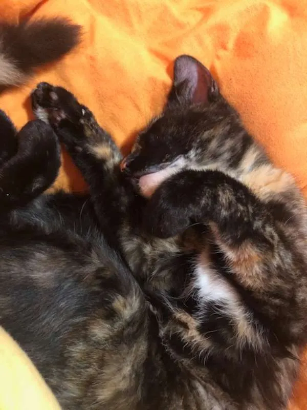 Gato ra a SRD idade 2 a 6 meses nome Gatinha