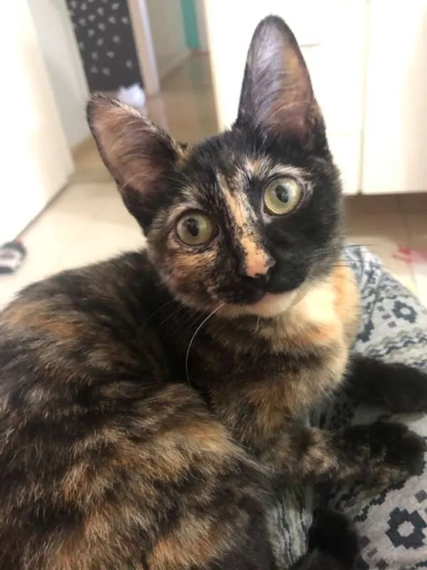 Gato ra a SRD idade 2 a 6 meses nome Gatinha