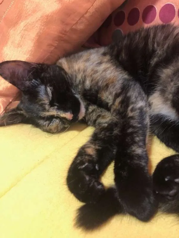 Gato ra a SRD idade 2 a 6 meses nome Gatinha