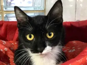 Gato raça Srd idade 2 a 6 meses nome Chiquinho 
