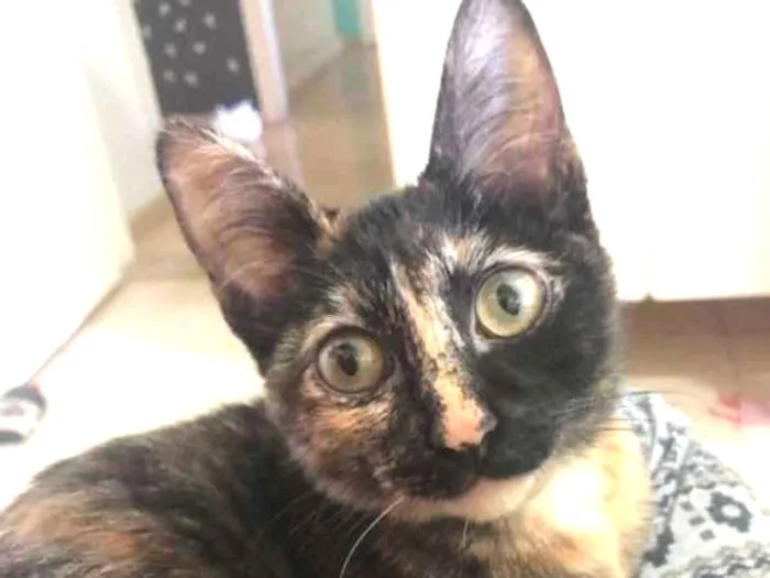 Gato ra a SRD idade 2 a 6 meses nome Gatinha