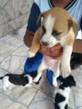 Filhotes
