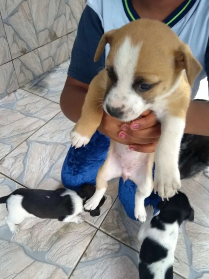 Cachorro raça SRD idade Abaixo de 2 meses nome Filhotes