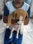 Filhotes