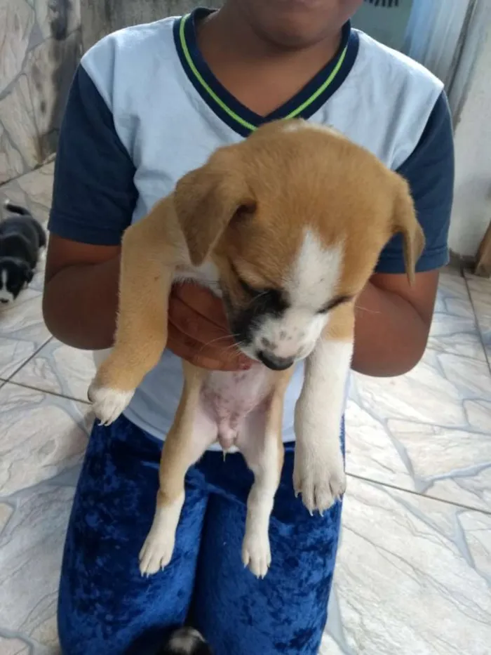 Cachorro raça SRD idade Abaixo de 2 meses nome Filhotes