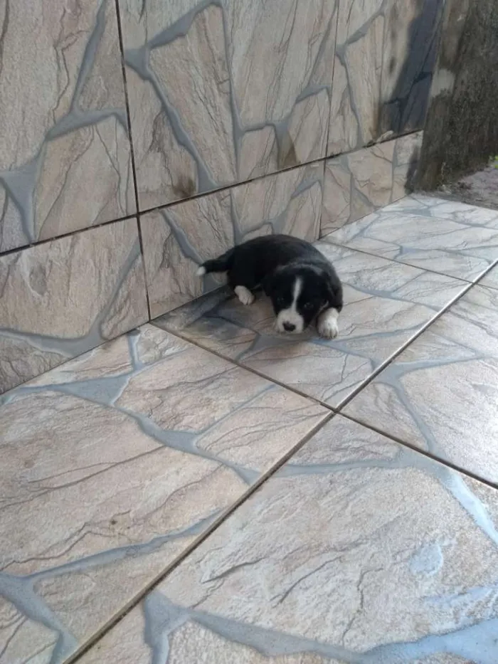 Cachorro raça SRD idade Abaixo de 2 meses nome Filhotes
