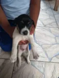 Filhotes