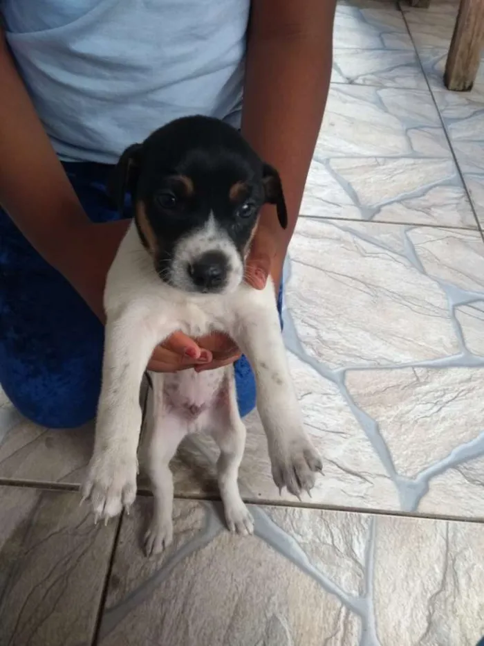 Cachorro raça SRD idade Abaixo de 2 meses nome Filhotes