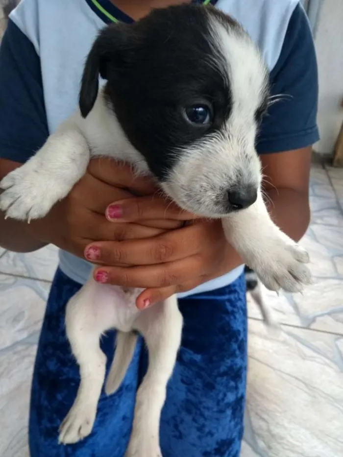 Cachorro raça SRD idade Abaixo de 2 meses nome Filhotes