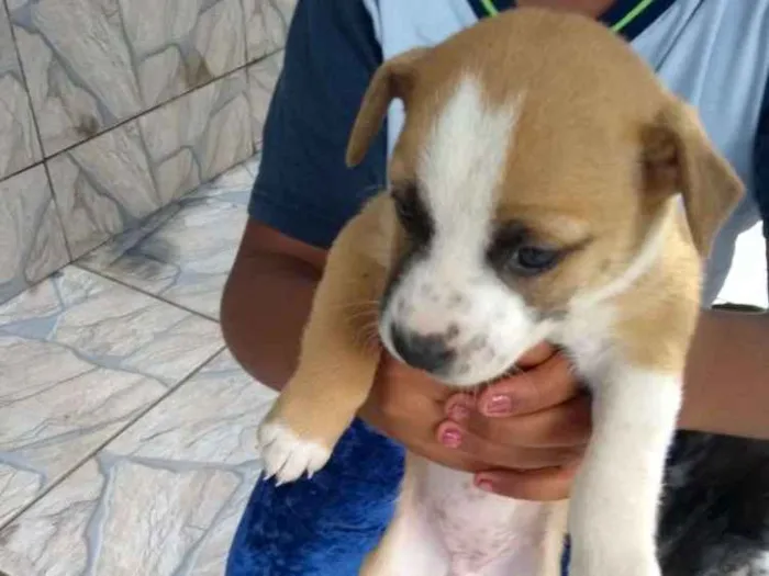 Cachorro raça SRD idade Abaixo de 2 meses nome Filhotes