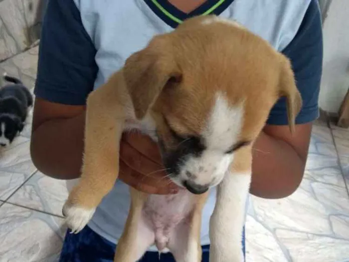 Cachorro raça SRD idade Abaixo de 2 meses nome Filhotes