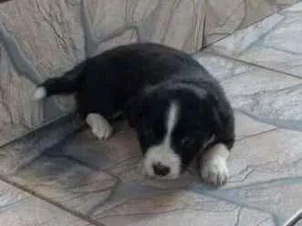 Cachorro raça SRD idade Abaixo de 2 meses nome Filhotes