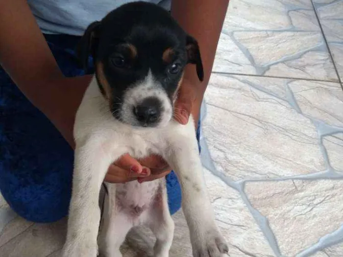 Cachorro raça SRD idade Abaixo de 2 meses nome Filhotes