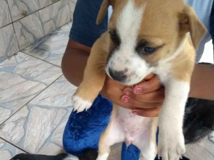 Cachorro raça SRD idade Abaixo de 2 meses nome Filhotes