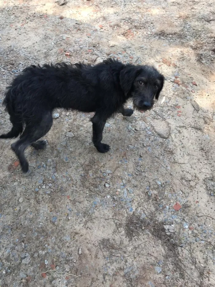 Cachorro ra a SRD idade 2 a 6 meses nome Carapaz