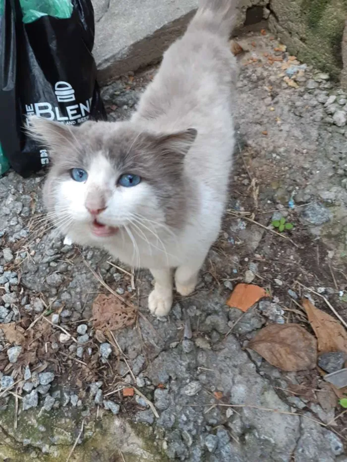 Gato ra a Sem raça definida idade 1 ano nome Sem nome