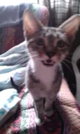 Tom