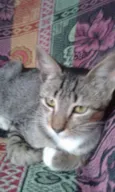 Tom