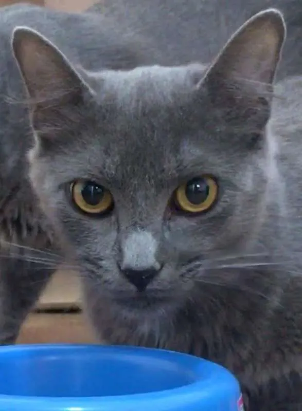 Gato ra a SRD idade 7 a 11 meses nome Gatinhos Cinzas