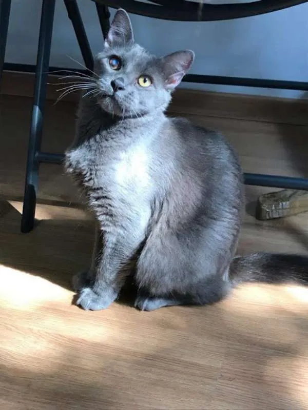 Gato ra a SRD idade 7 a 11 meses nome Gatinhos Cinzas