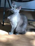 Gatinhos Cinzas