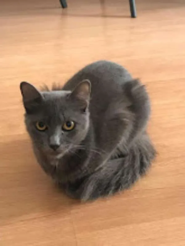 Gato ra a SRD idade 7 a 11 meses nome Gatinhos Cinzas