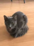 Gatinhos Cinzas
