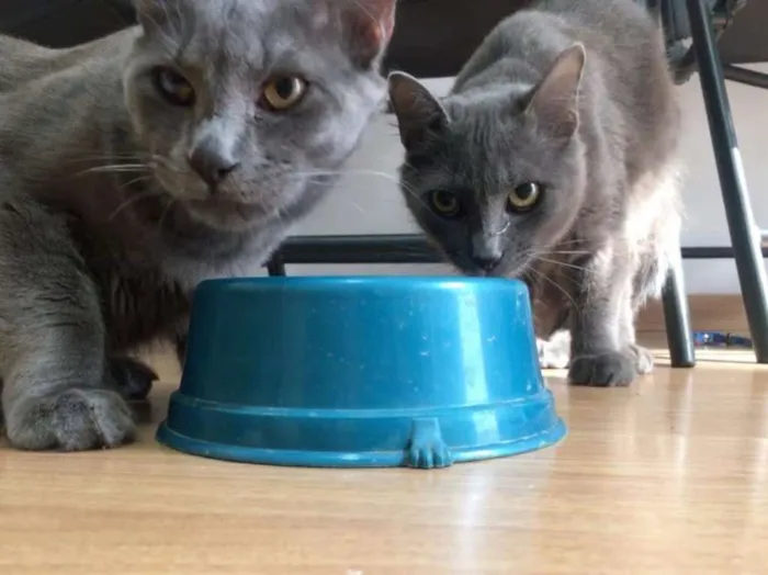 Gato ra a SRD idade 7 a 11 meses nome Gatinhos Cinzas