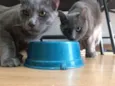 Gatinhos Cinzas
