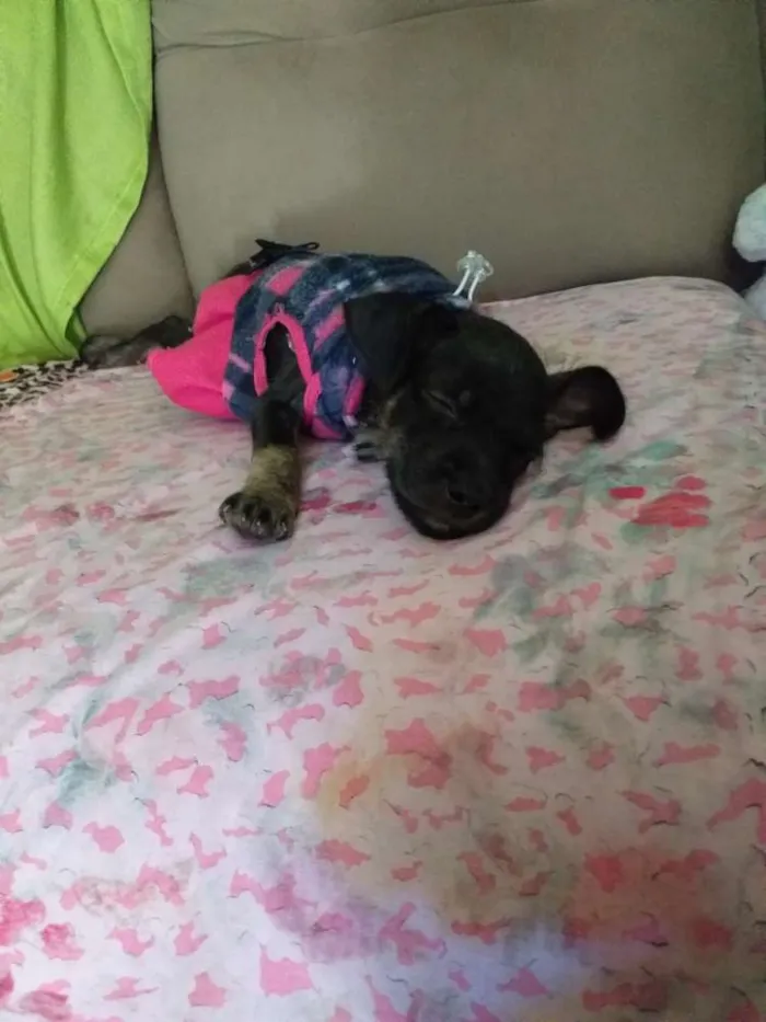 Cachorro ra a Pinscher+ SRD idade 2 a 6 meses nome Bella
