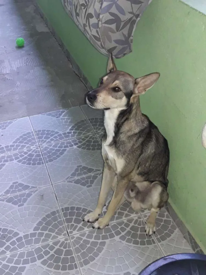 Cachorro ra a Vira-Lata idade 1 ano nome Toddy