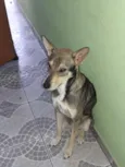 Toddy