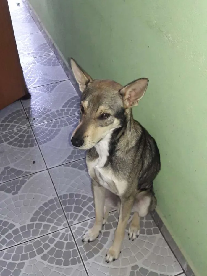 Cachorro ra a Vira-Lata idade 1 ano nome Toddy