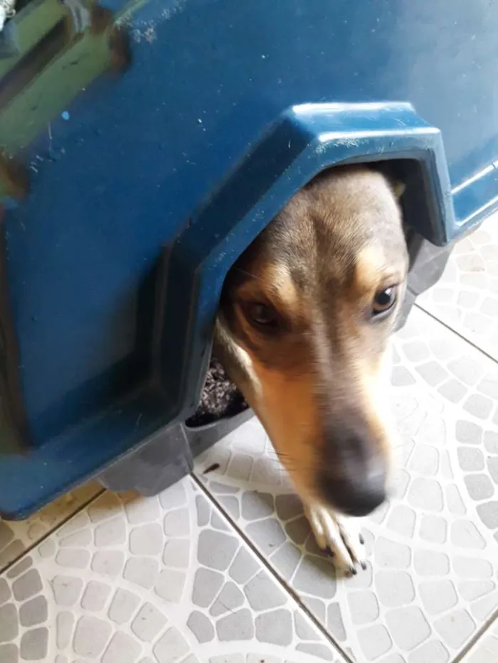 Cachorro ra a Vira-Lata idade 1 ano nome Toddy