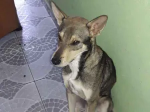 Cachorro raça Vira-Lata idade 1 ano nome Toddy