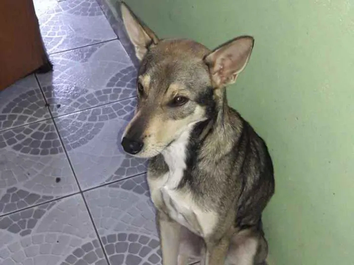 Cachorro ra a Vira-Lata idade 1 ano nome Toddy