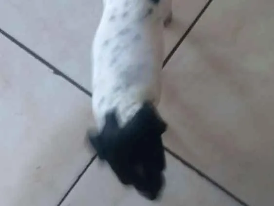 Cachorro ra a SRD pequeno porte idade Abaixo de 2 meses nome Não tem