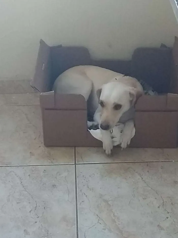 Cachorro ra a Vira lata idade 1 ano nome Belinha