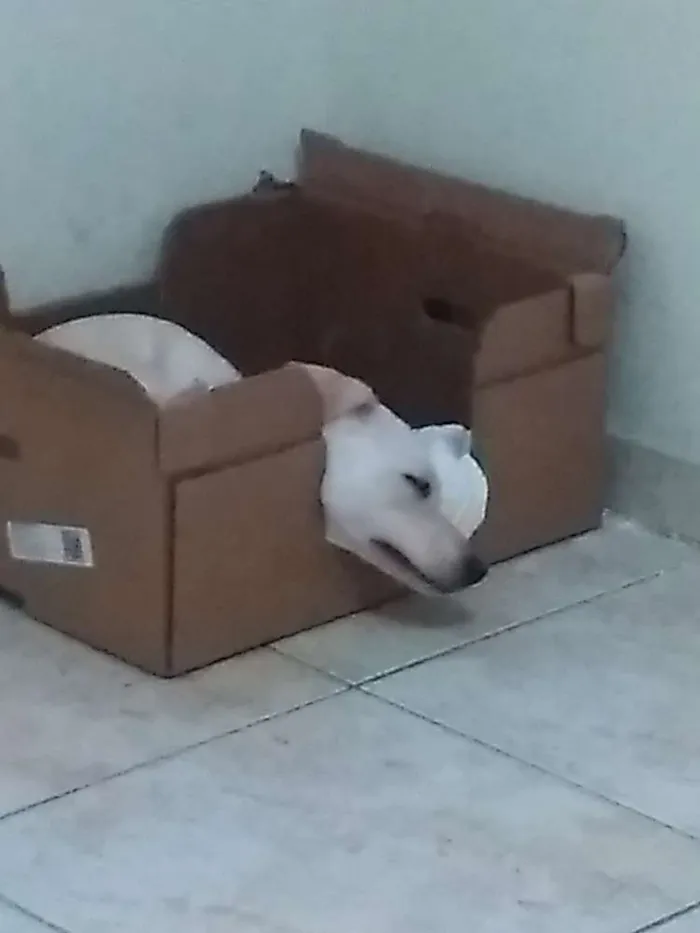 Cachorro ra a Vira lata idade 1 ano nome Belinha